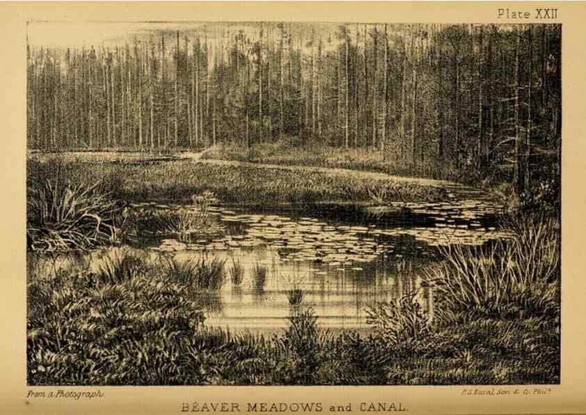 Reproducción/Reproduction 8358411582: The American beaver and his works.. Philadelphia,J.B. Lippincott & Co.,1868.