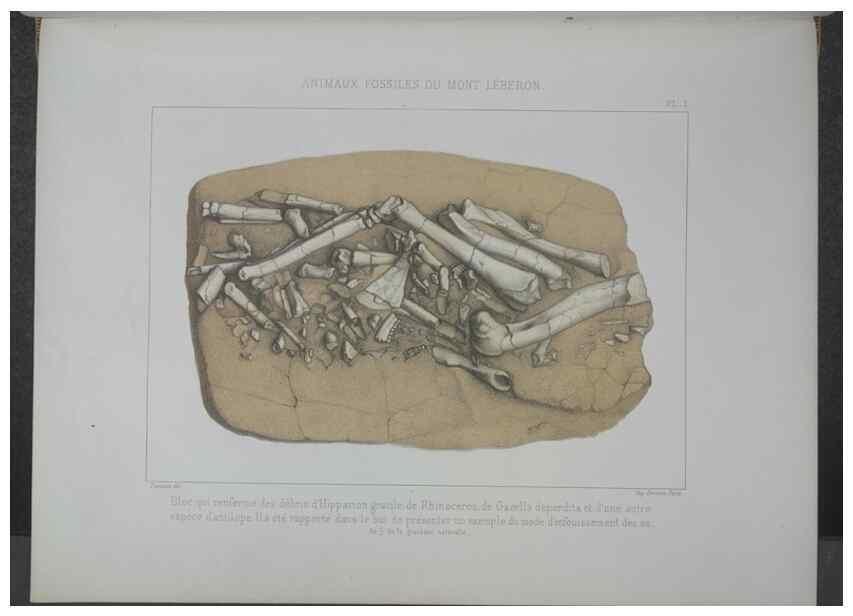 Reproducción/Reproduction 8358862586: Animaux fossiles du Mont Leberon (Vaucluse) :. Paris :Societe Geologique de France,1873 