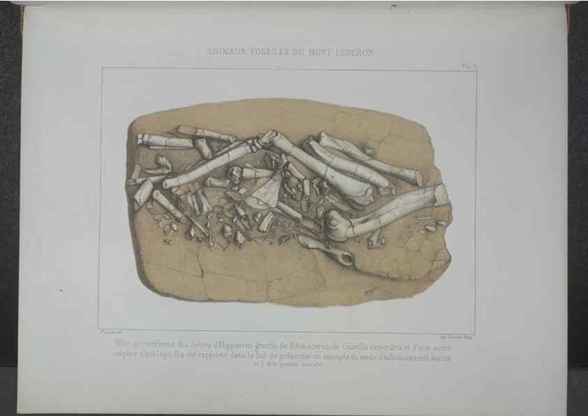 Reproducción/Reproduction 8358862586: Animaux fossiles du Mont Leberon (Vaucluse) :. Paris :Societe Geologique de France,1873 