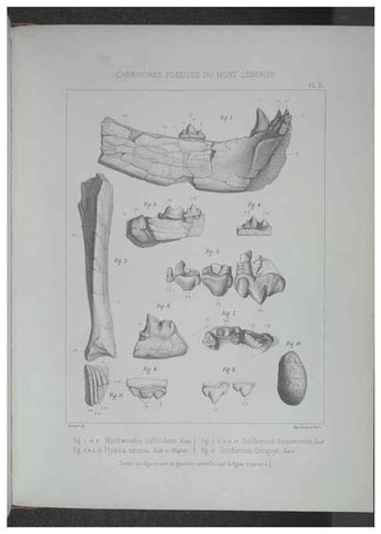 Reproducción/Reproduction 8357802747: Animaux fossiles du Mont Leberon (Vaucluse) :. Paris :Societe Geologique de France,1873 