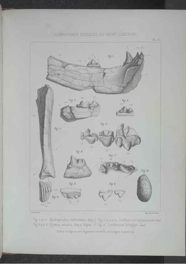Reproducción/Reproduction 8357802747: Animaux fossiles du Mont Leberon (Vaucluse) :. Paris :Societe Geologique de France,1873 