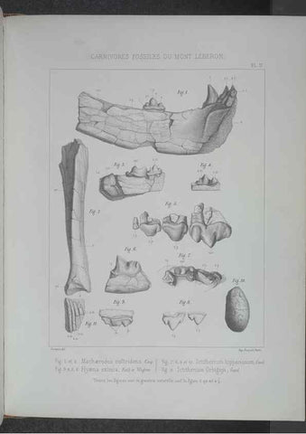 Reproducción/Reproduction 8357802747: Animaux fossiles du Mont Leberon (Vaucluse) :. Paris :Societe Geologique de France,1873 