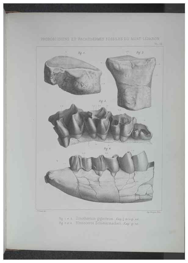 Reproducción/Reproduction 8357803319: Animaux fossiles du Mont Leberon (Vaucluse) :. Paris :Societe Geologique de France,1873 
