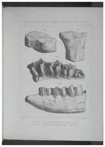 Reproducción/Reproduction 8357803319: Animaux fossiles du Mont Leberon (Vaucluse) :. Paris :Societe Geologique de France,1873 