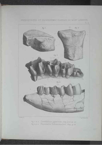 Reproducción/Reproduction 8357803319: Animaux fossiles du Mont Leberon (Vaucluse) :. Paris :Societe Geologique de France,1873 