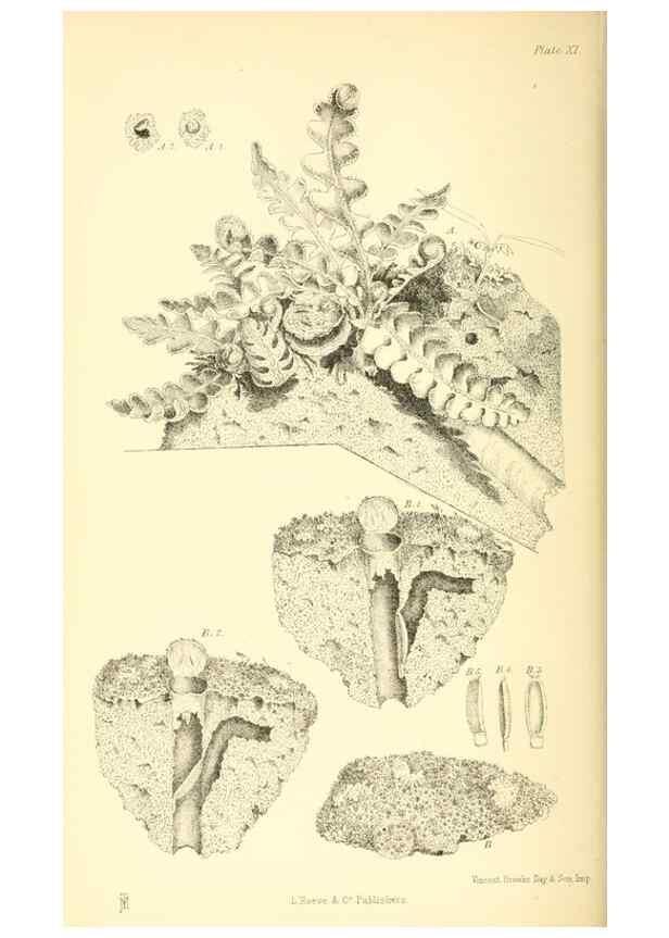 Reproducción/Reproduction 8361668900: Harvesting ants and trap-door spiders.. London,L. Reeve & co.,1873.