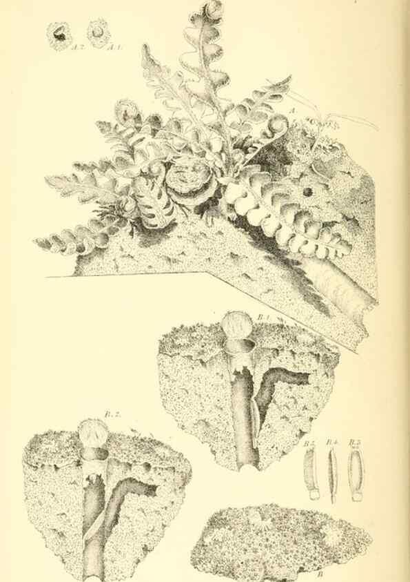 Reproducción/Reproduction 8361668900: Harvesting ants and trap-door spiders.. London,L. Reeve & co.,1873.