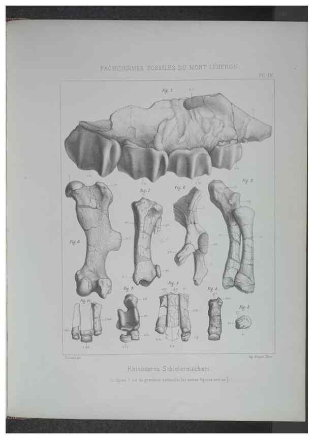 Reproducción/Reproduction 8357803841: Animaux fossiles du Mont Leberon (Vaucluse) :. Paris :Societe Geologique de France,1873 