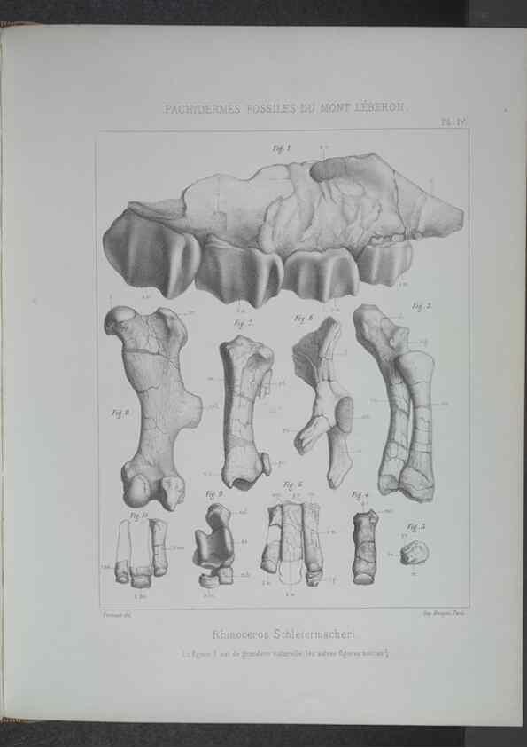 Reproducción/Reproduction 8357803841: Animaux fossiles du Mont Leberon (Vaucluse) :. Paris :Societe Geologique de France,1873 