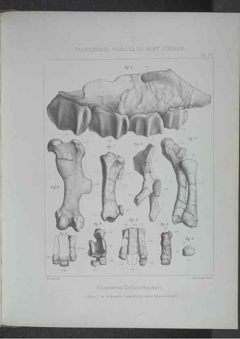 Reproducción/Reproduction 8357803841: Animaux fossiles du Mont Leberon (Vaucluse) :. Paris :Societe Geologique de France,1873 