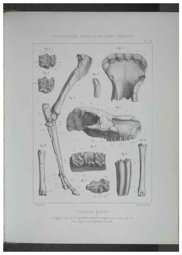 Reproducción/Reproduction 8358865582: Animaux fossiles du Mont Leberon (Vaucluse) :. Paris :Societe Geologique de France,1873 