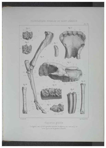 Reproducción/Reproduction 8358865582: Animaux fossiles du Mont Leberon (Vaucluse) :. Paris :Societe Geologique de France,1873 