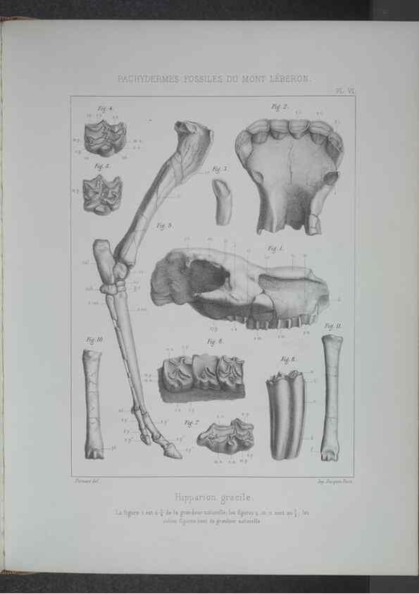 Reproducción/Reproduction 8358865582: Animaux fossiles du Mont Leberon (Vaucluse) :. Paris :Societe Geologique de France,1873 