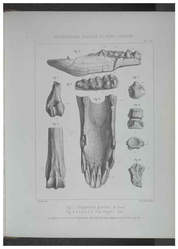 Reproducción/Reproduction 8357805337: Animaux fossiles du Mont Leberon (Vaucluse) :. Paris :Societe Geologique de France,1873 