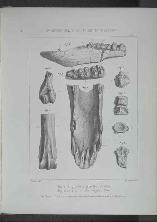 Reproducción/Reproduction 8357805337: Animaux fossiles du Mont Leberon (Vaucluse) :. Paris :Societe Geologique de France,1873 