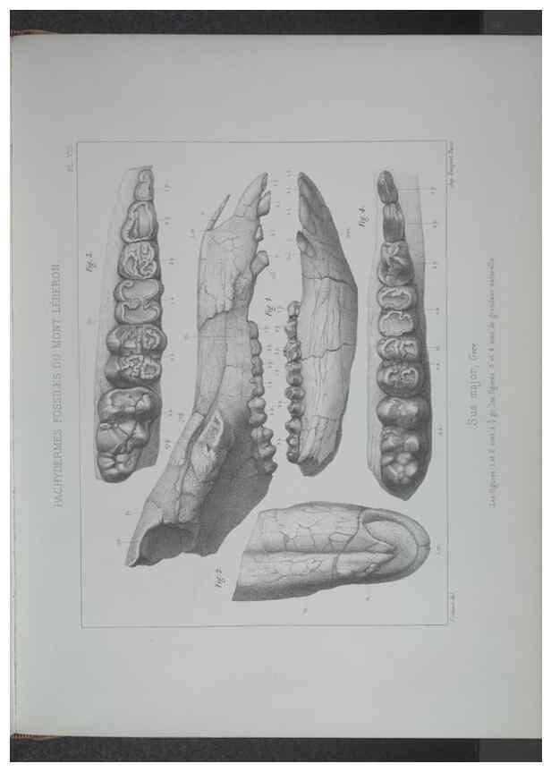 Reproducción/Reproduction 8357805825: Animaux fossiles du Mont Leberon (Vaucluse) :. Paris :Societe Geologique de France,1873 