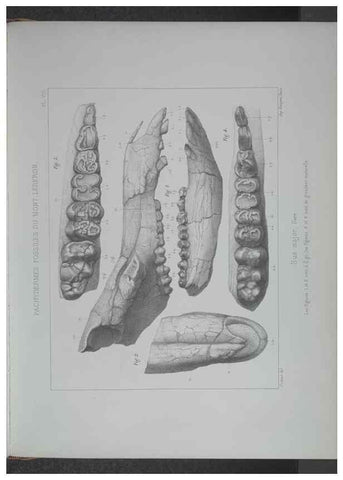 Reproducción/Reproduction 8357805825: Animaux fossiles du Mont Leberon (Vaucluse) :. Paris :Societe Geologique de France,1873 