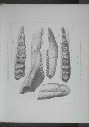 Reproducción/Reproduction 8357805825: Animaux fossiles du Mont Leberon (Vaucluse) :. Paris :Societe Geologique de France,1873 