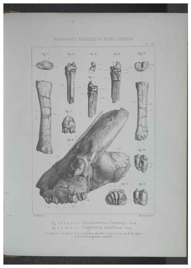Reproducción/Reproduction 8358867052: Animaux fossiles du Mont Leberon (Vaucluse) :. Paris :Societe Geologique de France,1873 