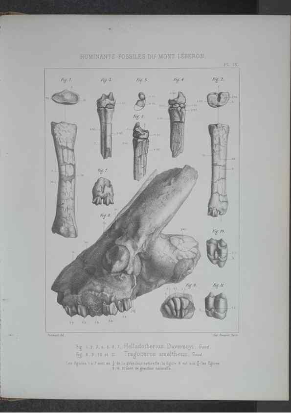 Reproducción/Reproduction 8358867052: Animaux fossiles du Mont Leberon (Vaucluse) :. Paris :Societe Geologique de France,1873 