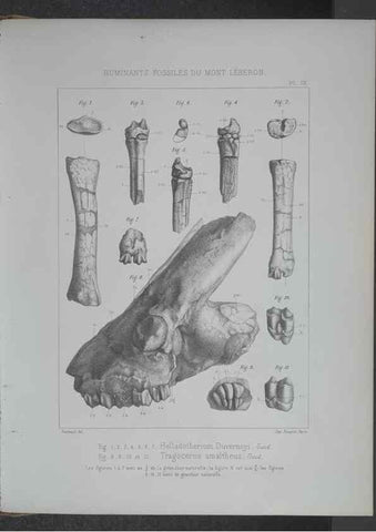 Reproducción/Reproduction 8358867052: Animaux fossiles du Mont Leberon (Vaucluse) :. Paris :Societe Geologique de France,1873 