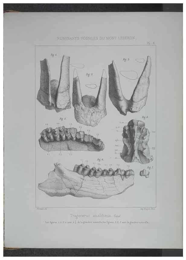 Reproducción/Reproduction 8358867682: Animaux fossiles du Mont Leberon (Vaucluse) :. Paris :Societe Geologique de France,1873 