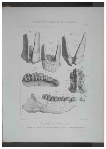 Reproducción/Reproduction 8358867682: Animaux fossiles du Mont Leberon (Vaucluse) :. Paris :Societe Geologique de France,1873 