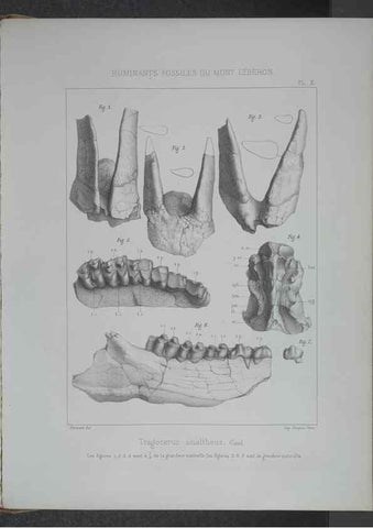 Reproducción/Reproduction 8358867682: Animaux fossiles du Mont Leberon (Vaucluse) :. Paris :Societe Geologique de France,1873 