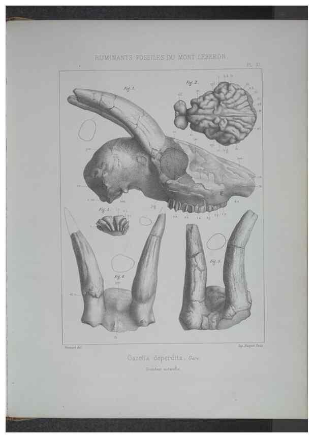 Reproducción/Reproduction 8358868098: Animaux fossiles du Mont Leberon (Vaucluse) :. Paris :Societe Geologique de France,1873 