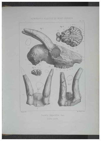 Reproducción/Reproduction 8358868098: Animaux fossiles du Mont Leberon (Vaucluse) :. Paris :Societe Geologique de France,1873 