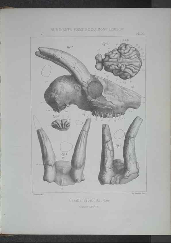 Reproducción/Reproduction 8358868098: Animaux fossiles du Mont Leberon (Vaucluse) :. Paris :Societe Geologique de France,1873 