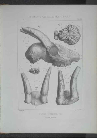 Reproducción/Reproduction 8358868098: Animaux fossiles du Mont Leberon (Vaucluse) :. Paris :Societe Geologique de France,1873 
