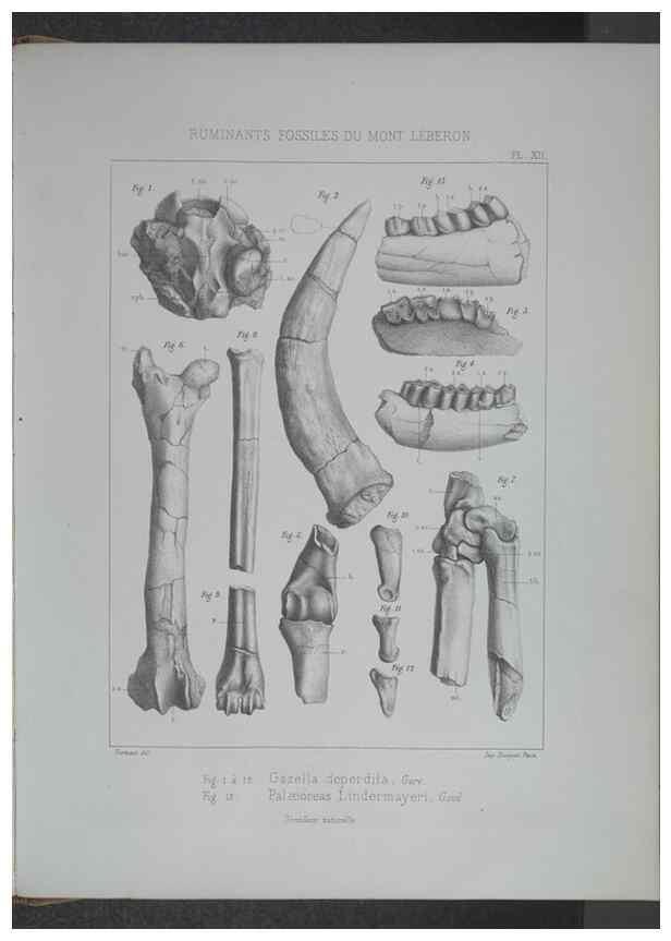 Reproducción/Reproduction 8358868646: Animaux fossiles du Mont Leberon (Vaucluse) :. Paris :Societe Geologique de France,1873 