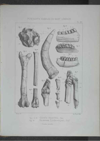 Reproducción/Reproduction 8358868646: Animaux fossiles du Mont Leberon (Vaucluse) :. Paris :Societe Geologique de France,1873 
