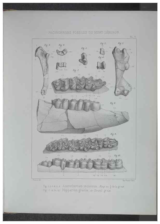 Reproducción/Reproduction 8357804339: Animaux fossiles du Mont Leberon (Vaucluse) :. Paris :Societe Geologique de France,1873 