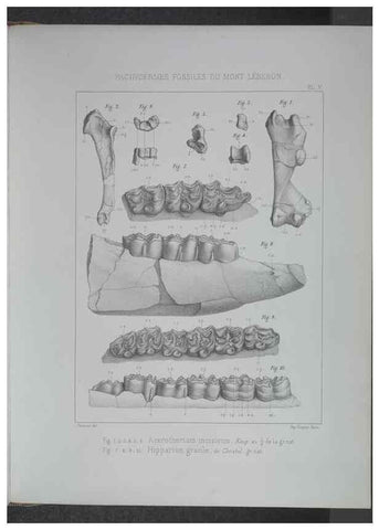 Reproducción/Reproduction 8357804339: Animaux fossiles du Mont Leberon (Vaucluse) :. Paris :Societe Geologique de France,1873 