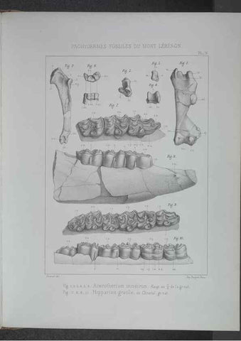 Reproducción/Reproduction 8357804339: Animaux fossiles du Mont Leberon (Vaucluse) :. Paris :Societe Geologique de France,1873 