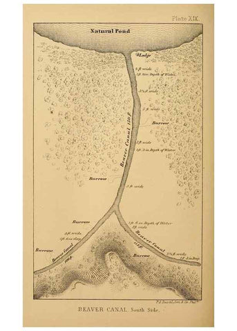 Reproducción/Reproduction 8358408176: The American beaver and his works.. Philadelphia,J.B. Lippincott & Co.,1868.