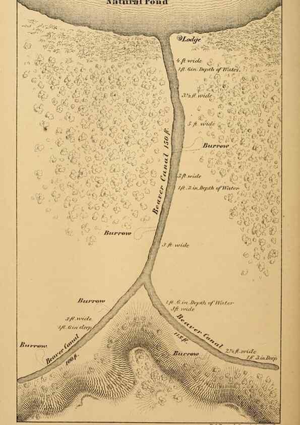Reproducción/Reproduction 8358408176: The American beaver and his works.. Philadelphia,J.B. Lippincott & Co.,1868.