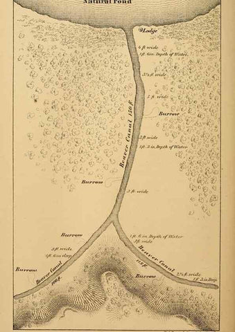 Reproducción/Reproduction 8358408176: The American beaver and his works.. Philadelphia,J.B. Lippincott & Co.,1868.