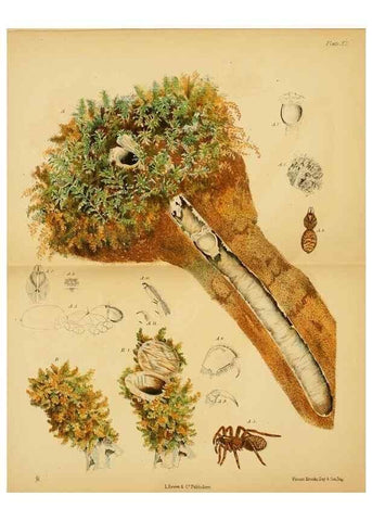 Reproducción/Reproduction 8361669512: Harvesting ants and trap-door spiders.. London,L. Reeve & co.,1873.