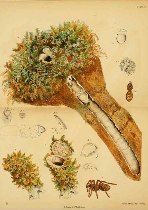 Reproducción/Reproduction 8361669512: Harvesting ants and trap-door spiders.. London,L. Reeve & co.,1873.