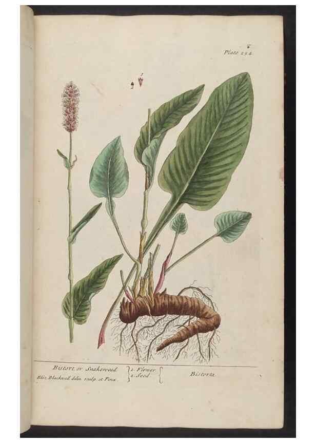 Reproducción/Reproduction 8361104561: A curious herbal. London : Printed for Samuel Harding, 1737-1739.
