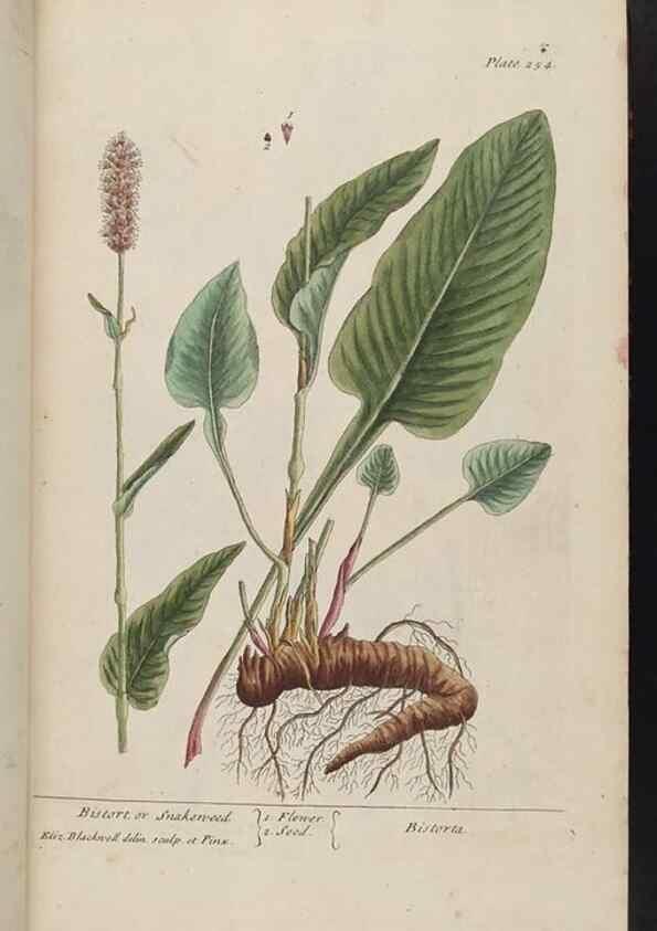 Reproducción/Reproduction 8361104561: A curious herbal. London : Printed for Samuel Harding, 1737-1739.