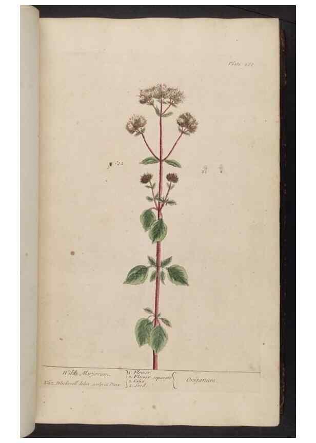 Reproducción/Reproduction 8362172798: A curious herbal. London : Printed for Samuel Harding, 1737-1739.