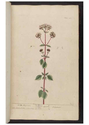 Reproducción/Reproduction 8362172798: A curious herbal. London : Printed for Samuel Harding, 1737-1739.
