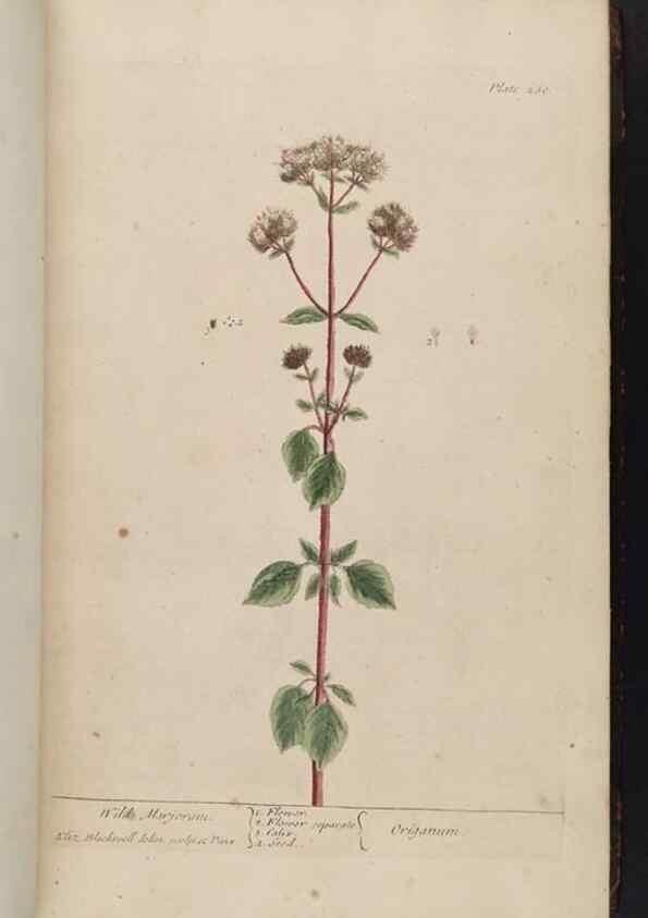 Reproducción/Reproduction 8362172798: A curious herbal. London : Printed for Samuel Harding, 1737-1739.