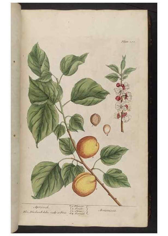 Reproducción/Reproduction 8362172982: A curious herbal. London : Printed for Samuel Harding, 1737-1739.
