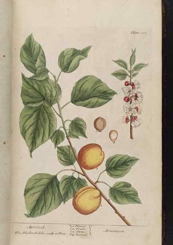 Reproducción/Reproduction 8362172982: A curious herbal. London : Printed for Samuel Harding, 1737-1739.