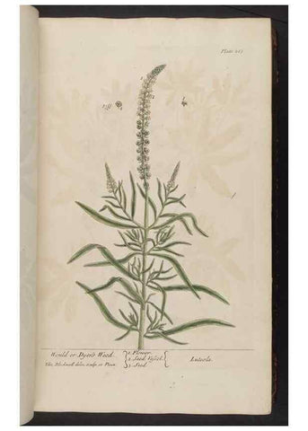 Reproducción/Reproduction 8361112113: A curious herbal. London : Printed for Samuel Harding, 1737-1739.